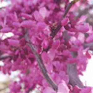 Meet your Posher, Irail